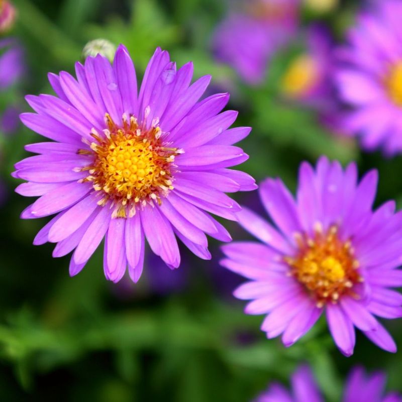 Asters