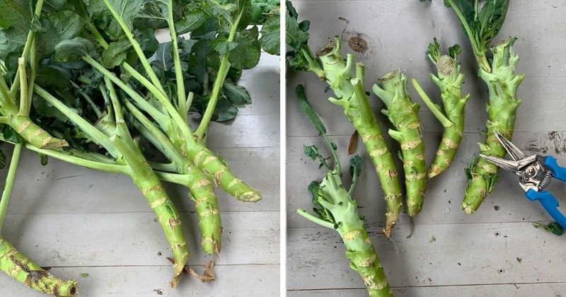 Broccoli Stems and Leaves