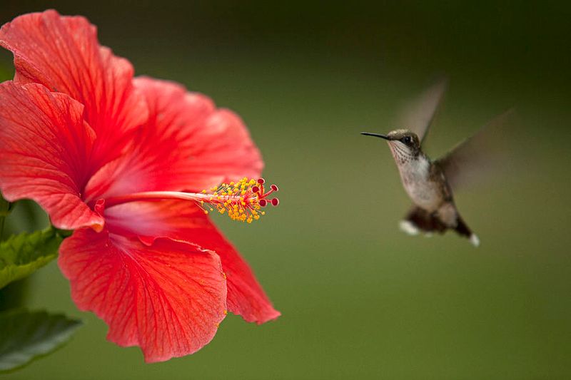 Hibiscus