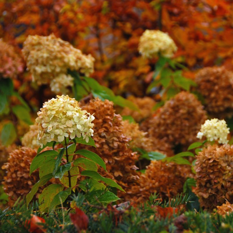Do not use late-summer pruning or fertilizer as a bloom rescue