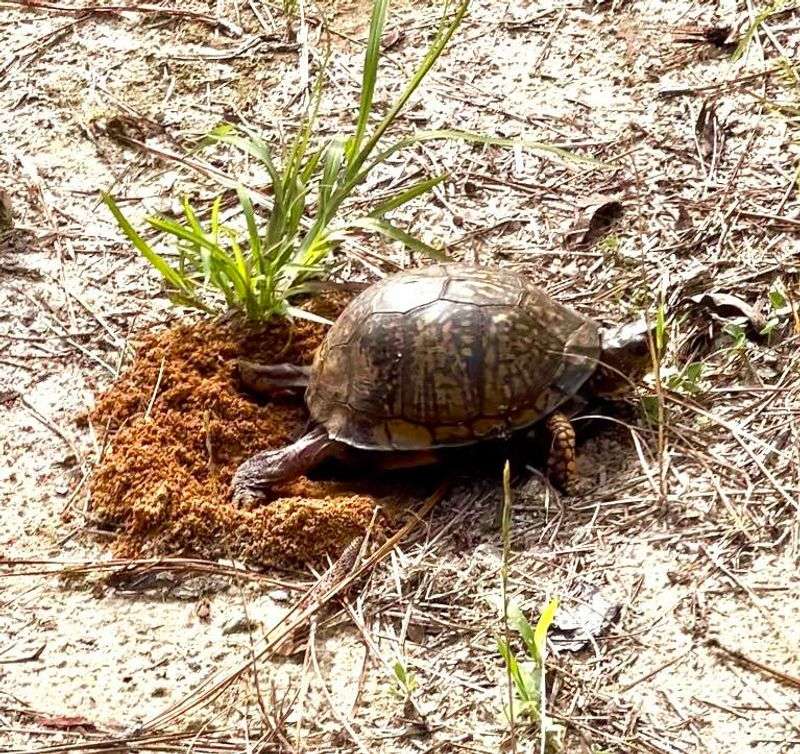 Leave a box turtle nest in place