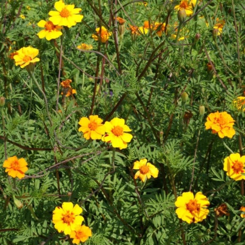Nematode management may require a pre-plant crop