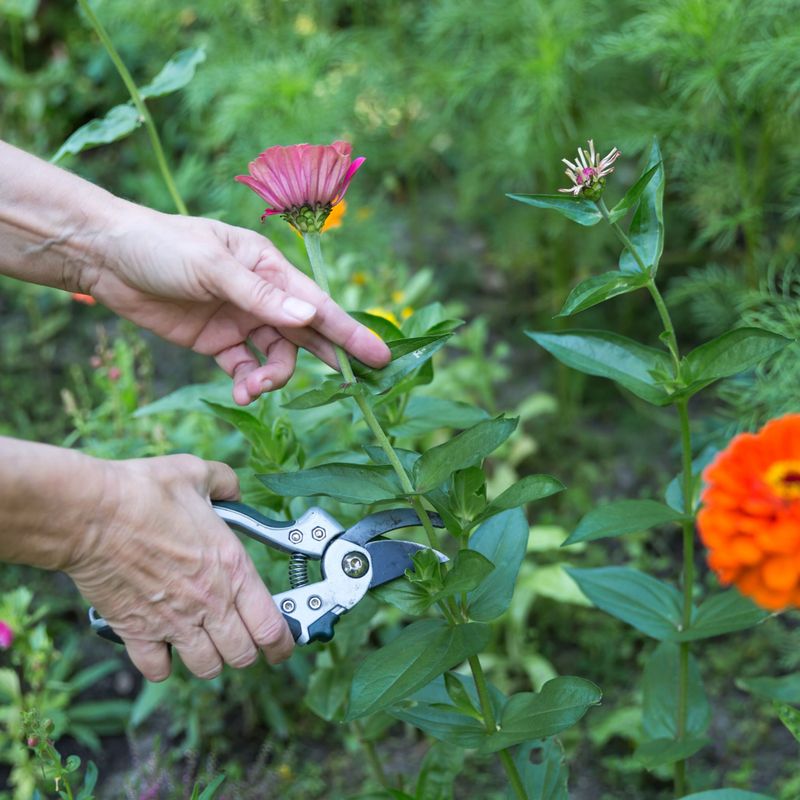 Deadhead Relentlessly or Harvest Regularly