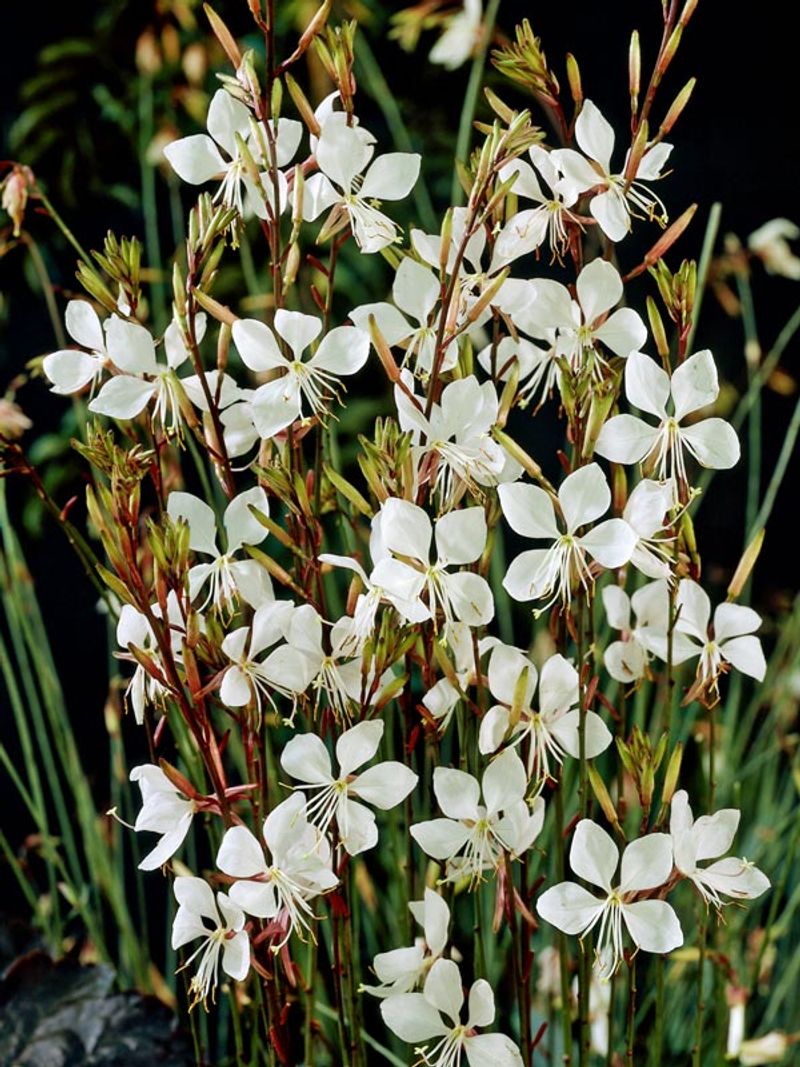 Gaura lindheimeri (Whirling Butterflies)