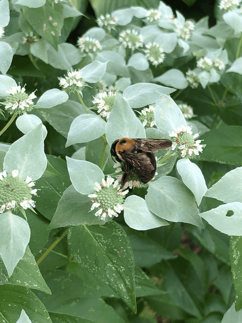 Mountain Mint (Pycnanthemum muticum)