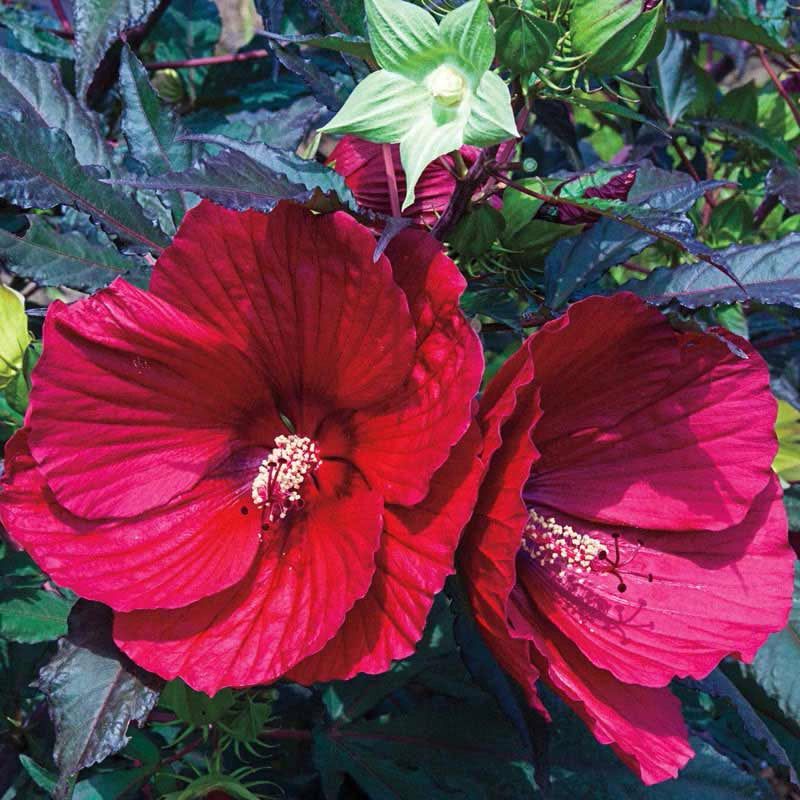 Hardy Hibiscus (Hibiscus moscheutos, Tree Form)