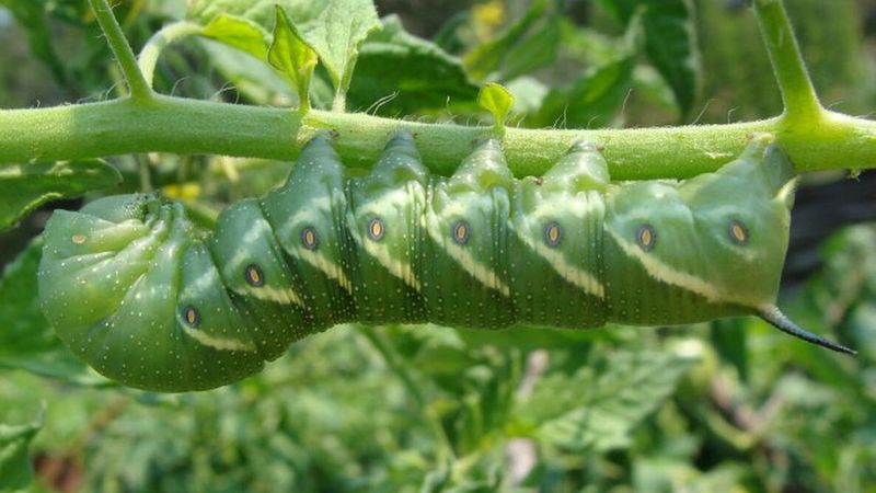 For caterpillars, identify the pest and use targeted steps