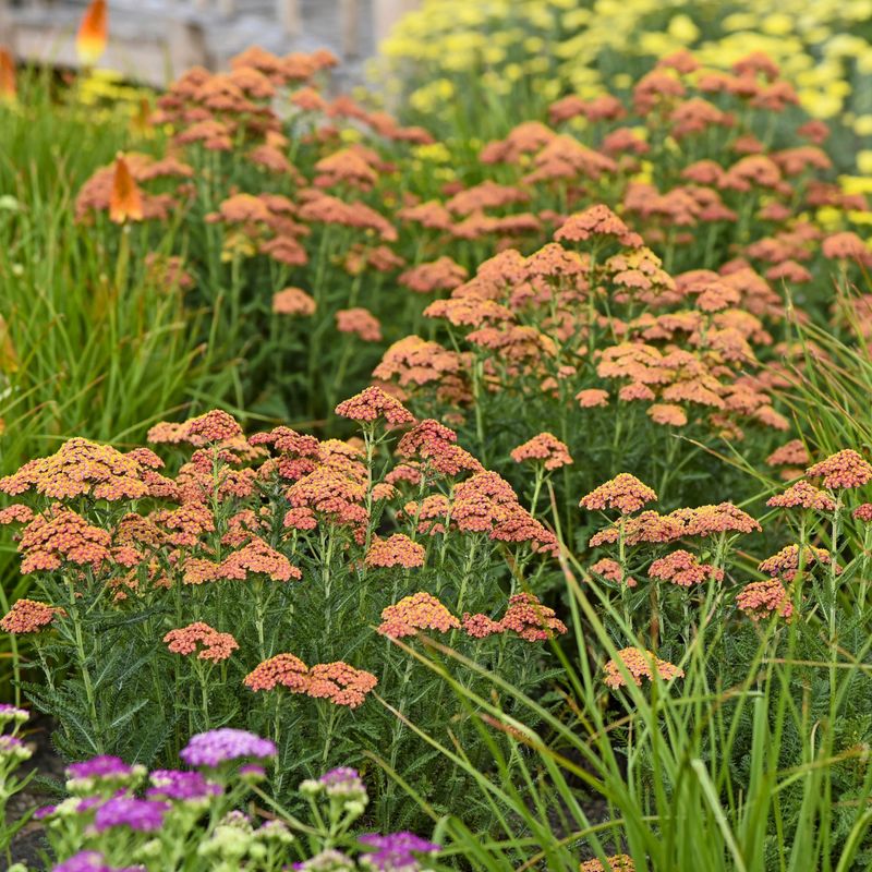 Yarrow (Achillea)