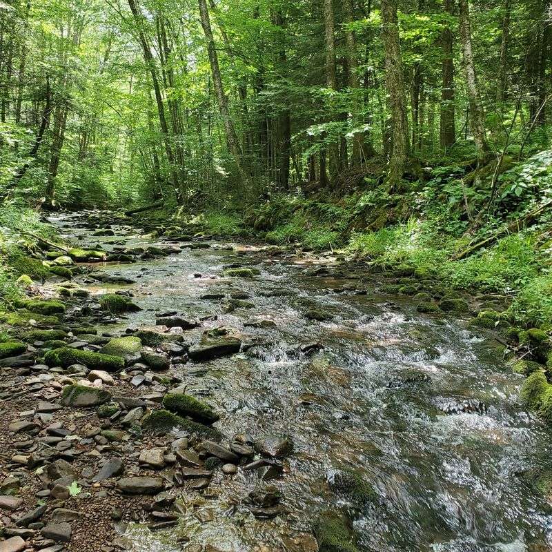 Seneca Creek Trail, Wet Boots Guaranteed