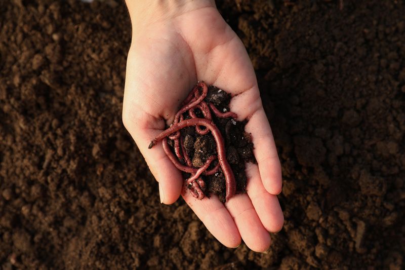 Do not buy or move worms into a garden