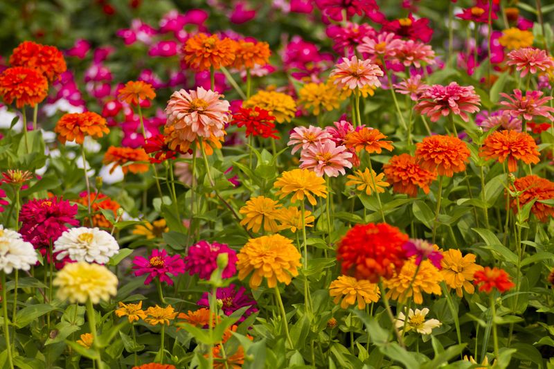 Zinnia