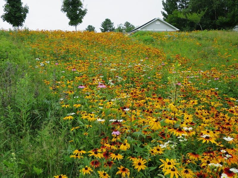 A Hot, South-Facing Slope