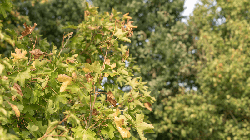 One autumn cannot predict a tree’s long-term health