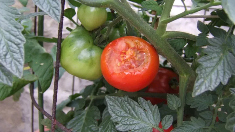 Bitten Tomatoes and Torn Trash Bags