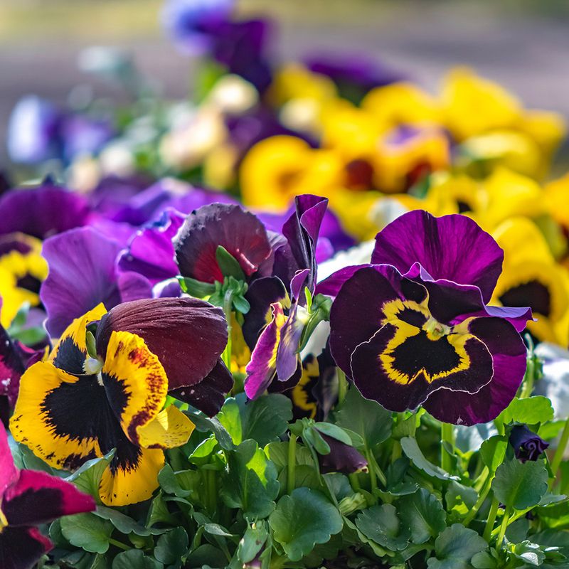 Pansies