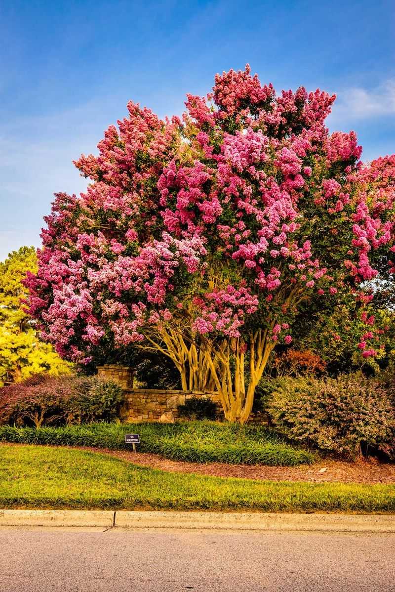 Support flowering with sun and sensible watering