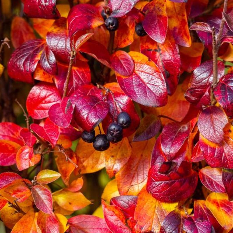 Aronia