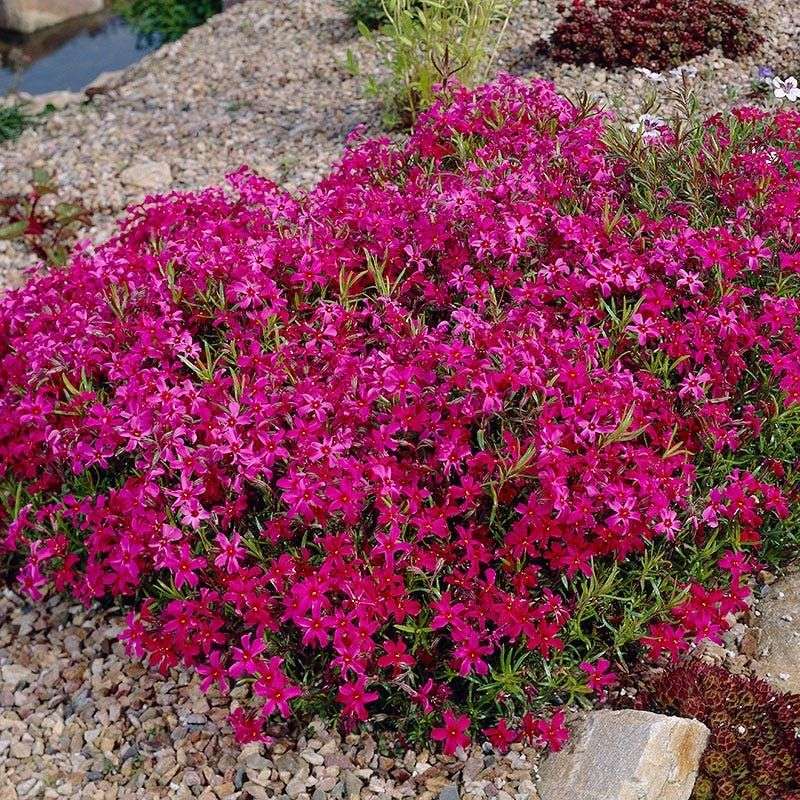 Creeping Phlox (Phlox subulata)