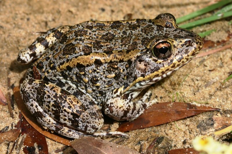 Which amphibian may be using the shelter?