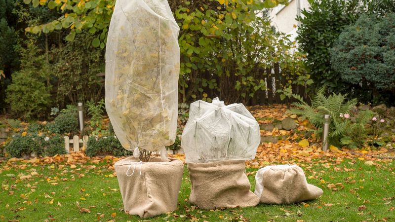 If the pot must stay outdoors, reduce its exposure
