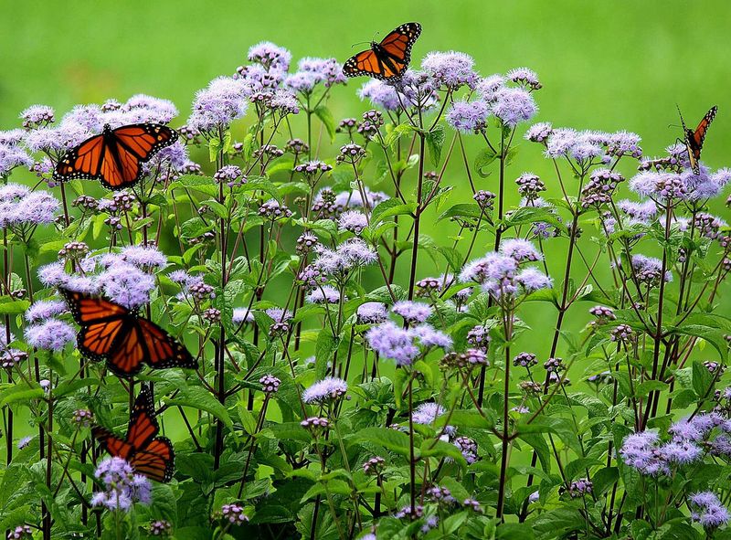 Blue Mistflower (Conoclinium coelestinum)