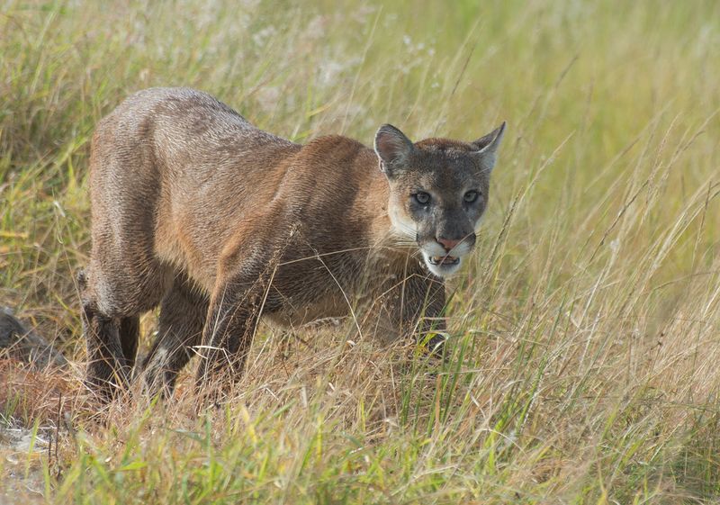 Florida’s panthers were isolated and inbred