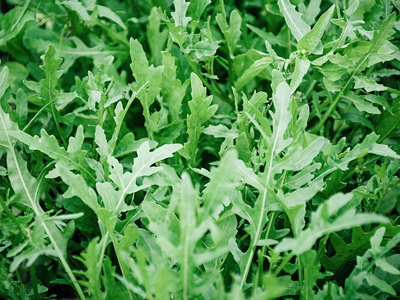Arugula
