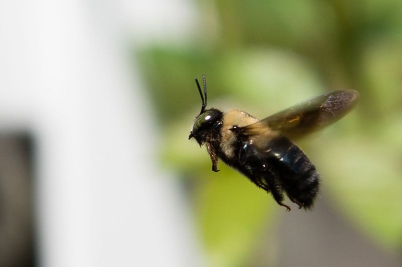 Hovering Usually Means a Male Is Patrolling