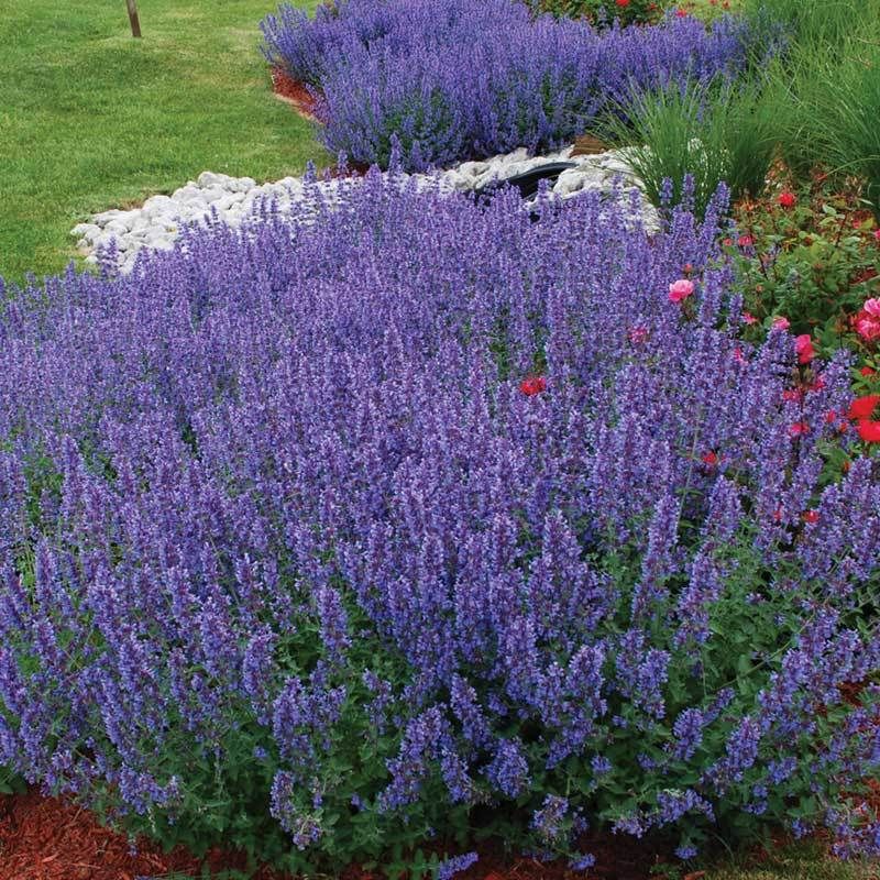 Catmint (Nepeta)
