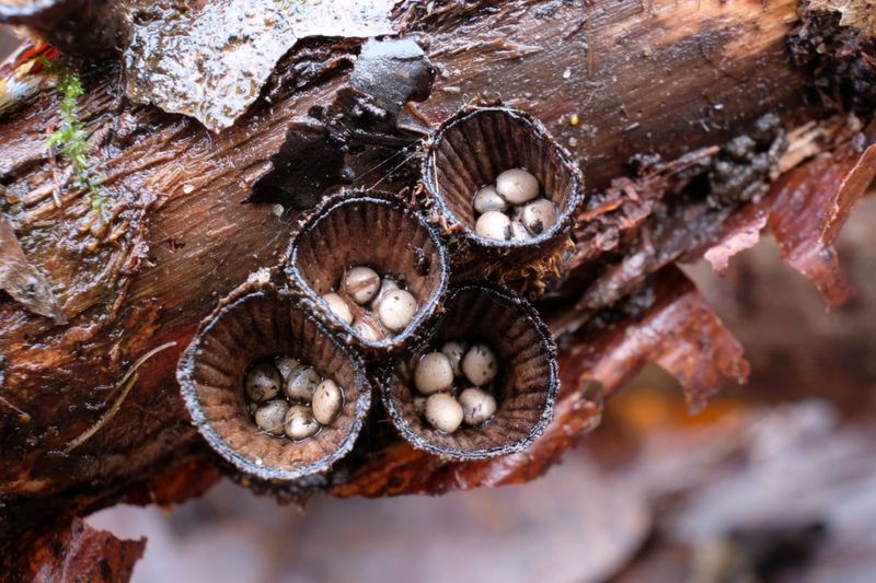 Bird's Nest Fungi (Crucibulum and Cyathus)