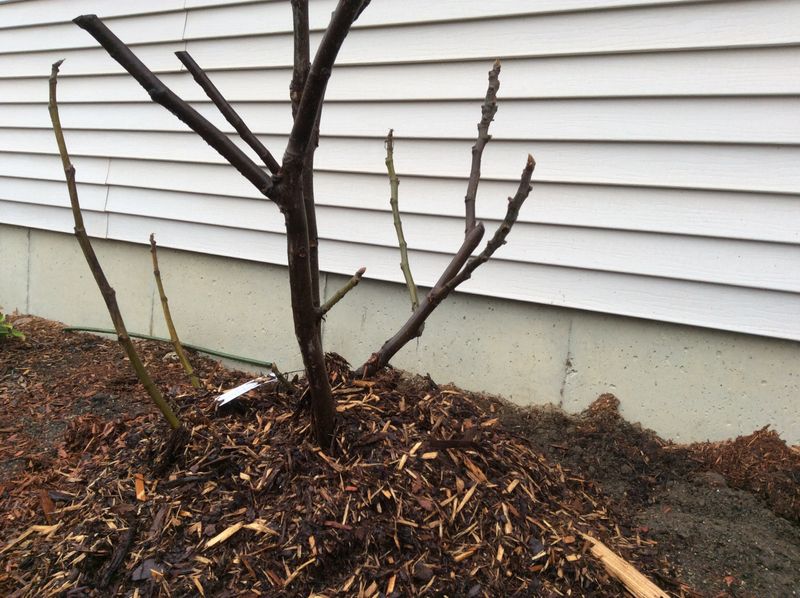 Protect young in-ground figs and remove seasonal mounds in spring