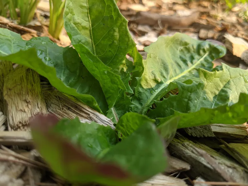 Only an intentionally safe lawn is a food source