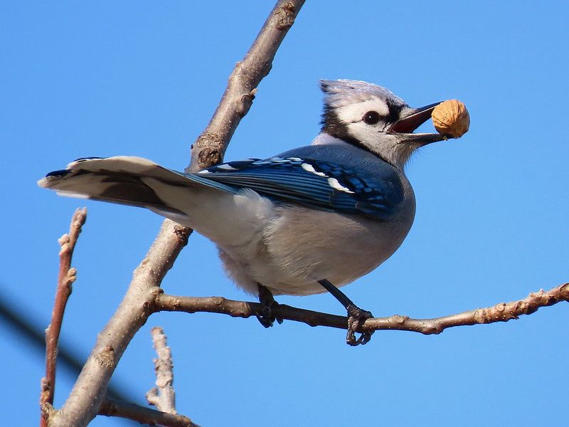 A Winter Buffet for Wildlife