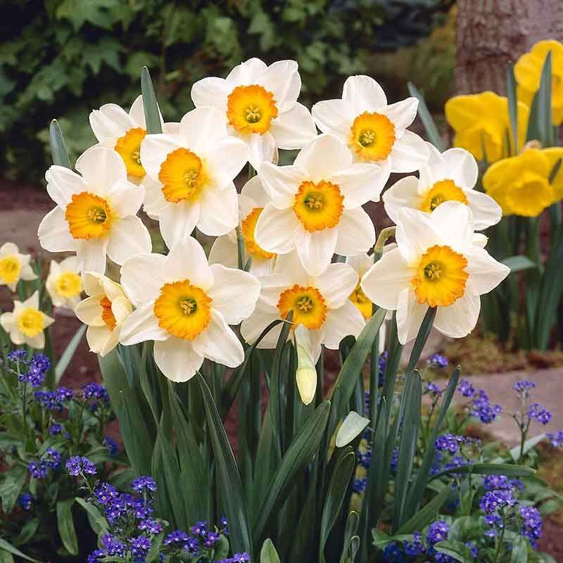 Daffodils as a Squirrel-Proof Backbone