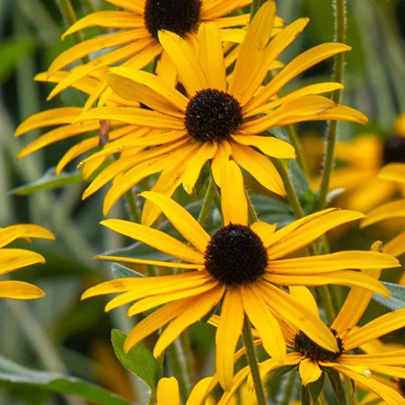 Black-eyed Susan (Rudbeckia hirta)