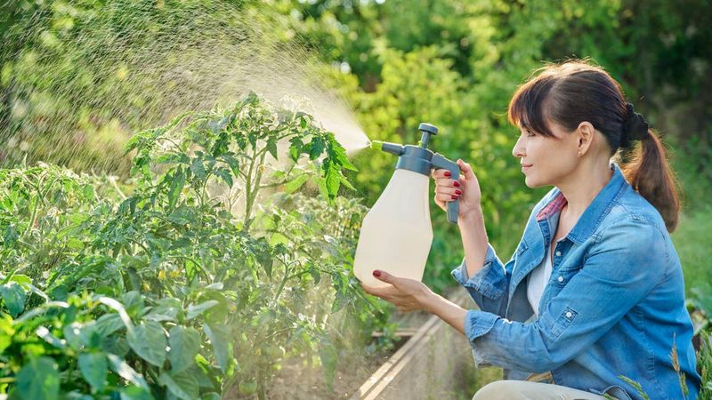 Applying It as a Quick Foliar Spray