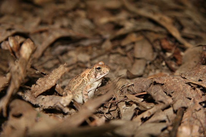 Fowler’s Toads Often Forage at Night