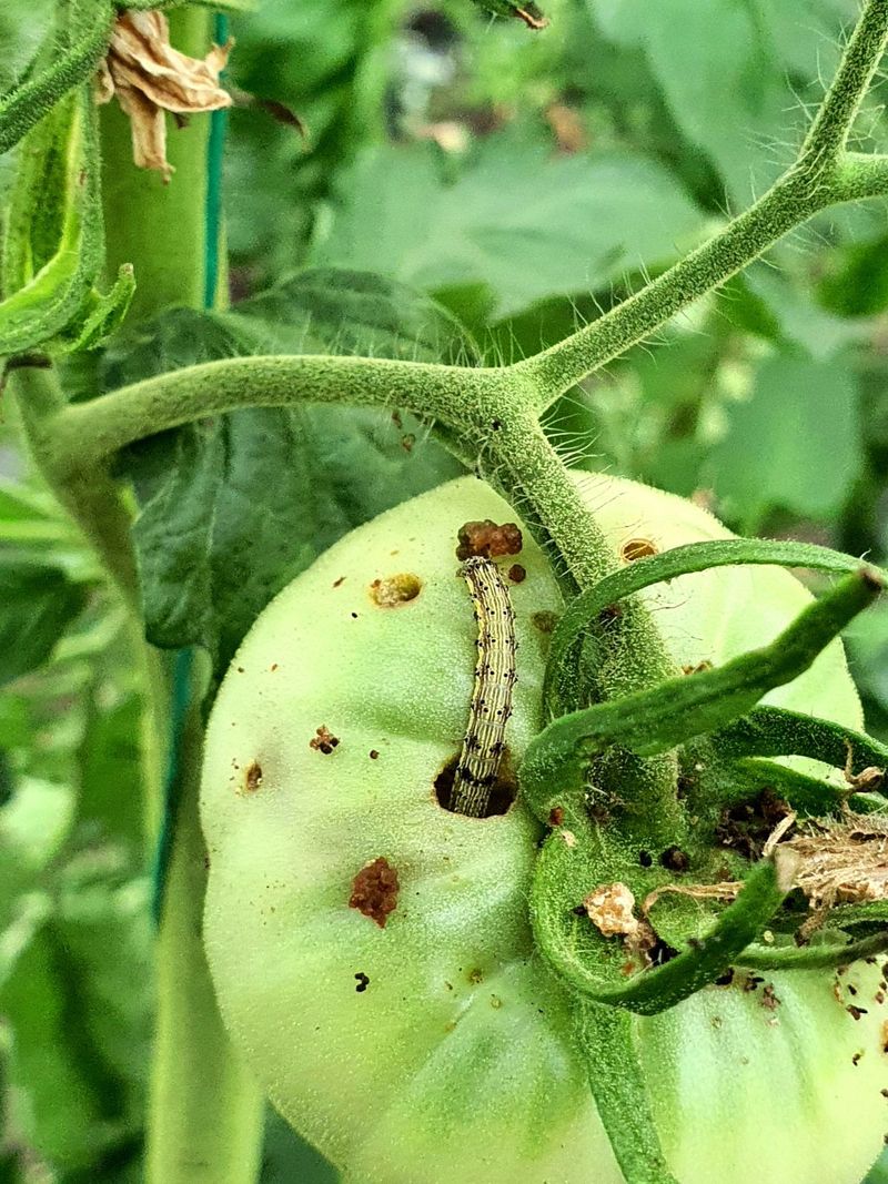 Ignoring Pests That Punch Holes For Rot To Enter