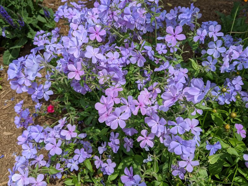 Woodland Phlox and Creeping Phlox (Phlox divaricata / Phlox stolonifera)
