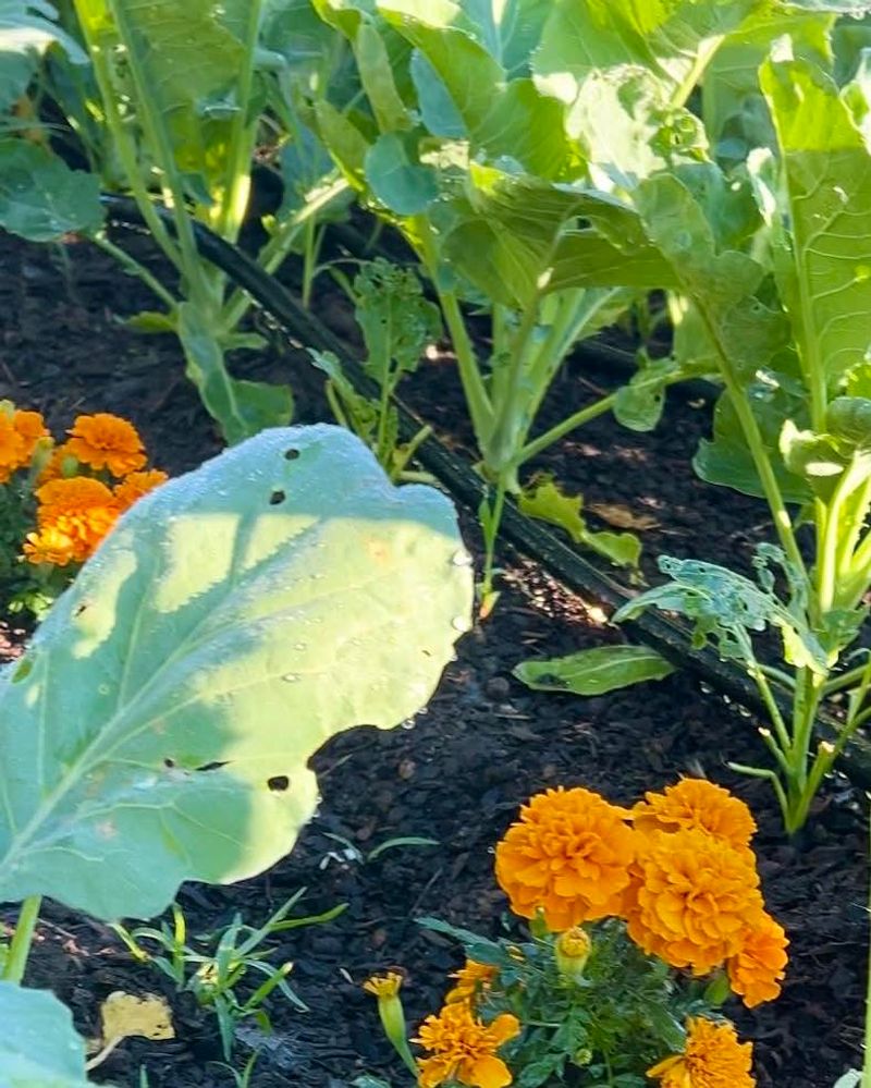 Marigolds