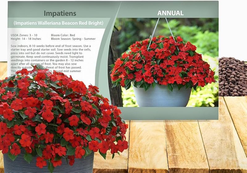 Red Impatiens