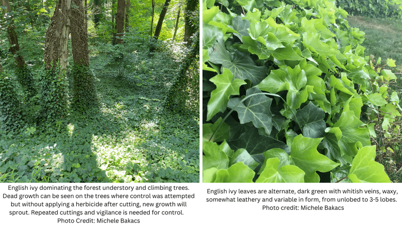 English Ivy