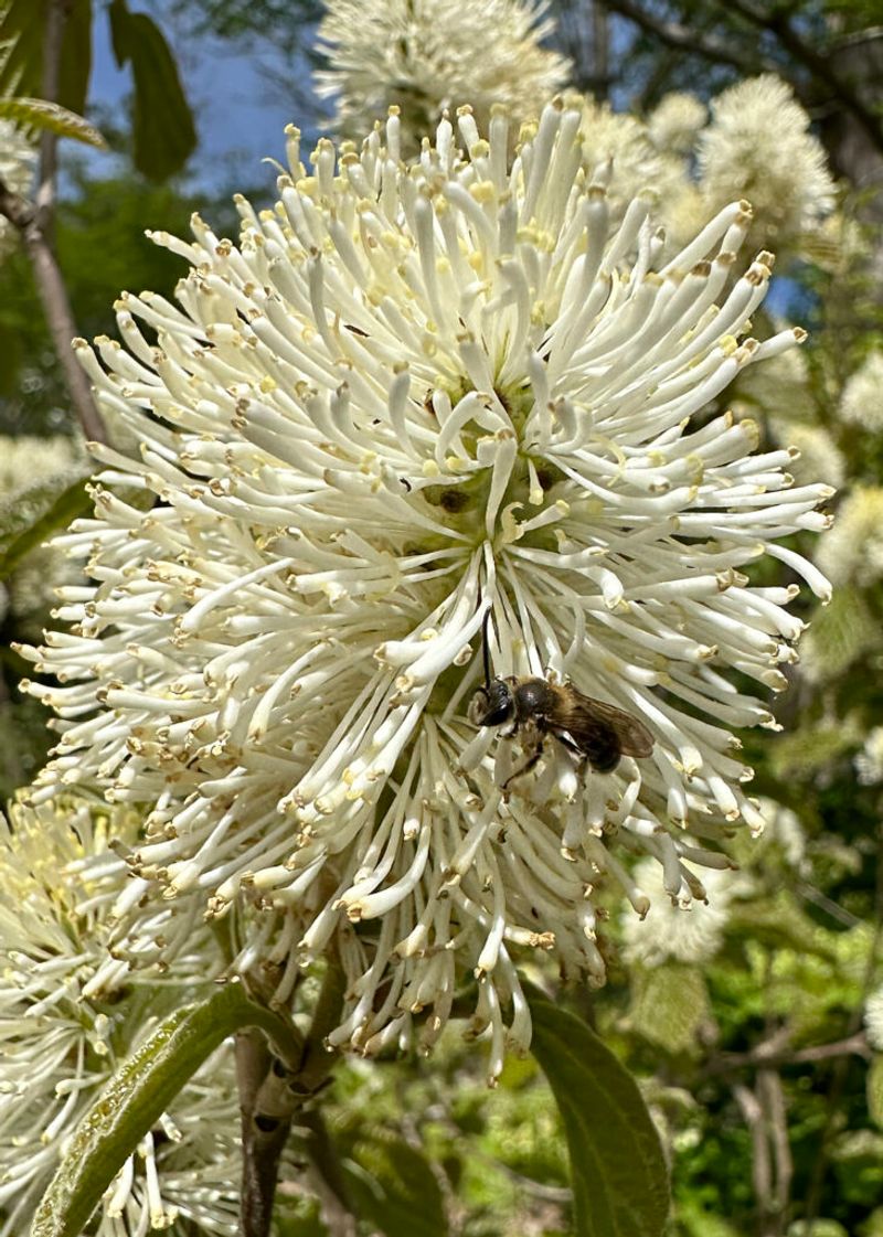 Fothergilla