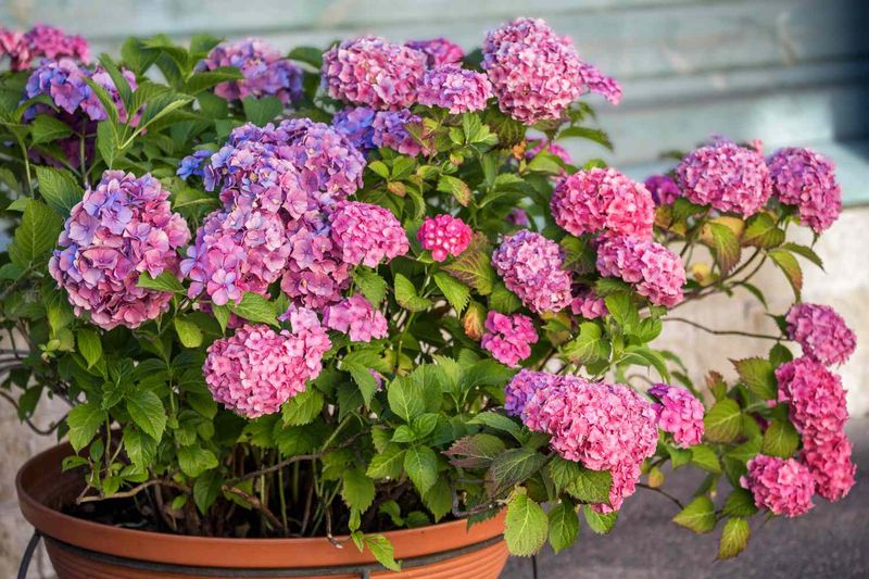 Avoid Over-Fertilizing