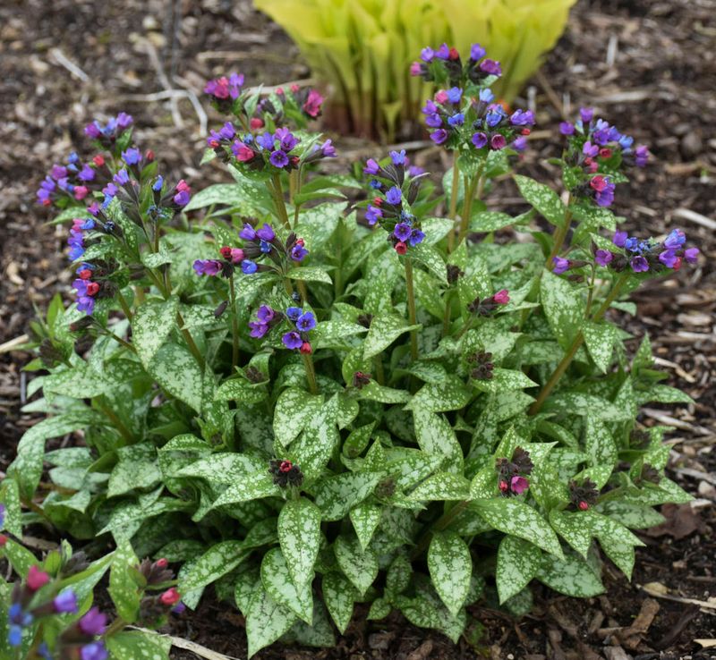 Lungwort