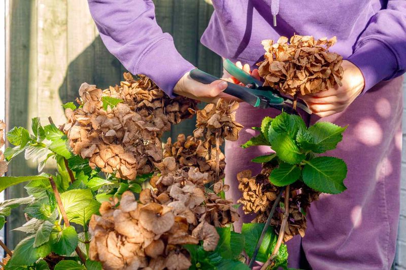 Why fall pruning can cost some hydrangeas next year’s flowers