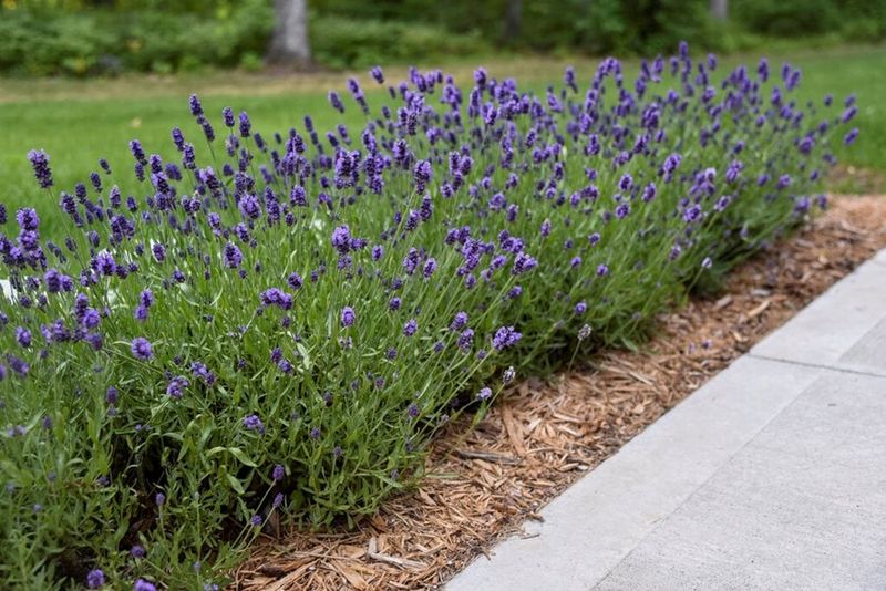 Let drainage, lavender type, and patience determine the payoff