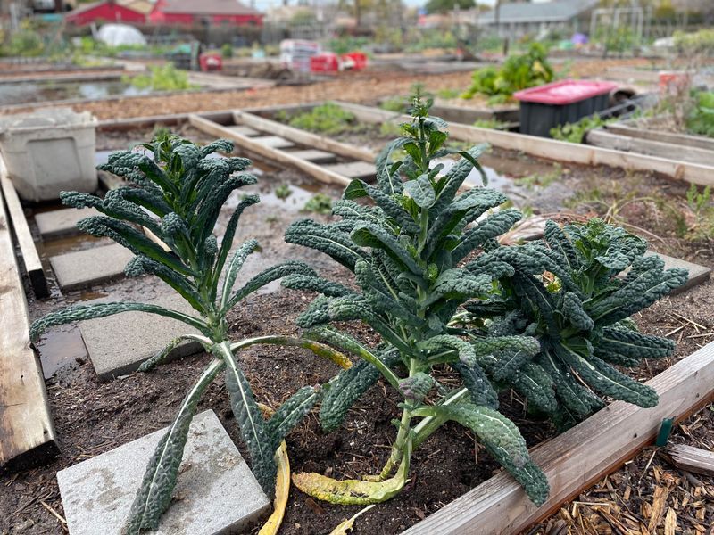 Thin Leaves Point to a Problem, Not a Diagnosis