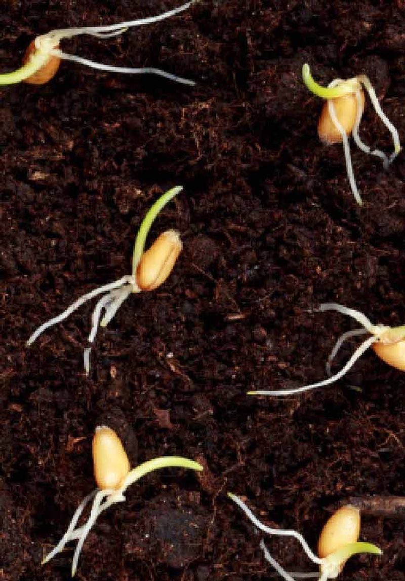 Metal research does not prove the root is more valuable