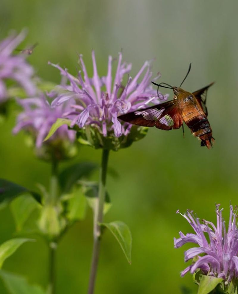 Bee Balm (Bergamot)